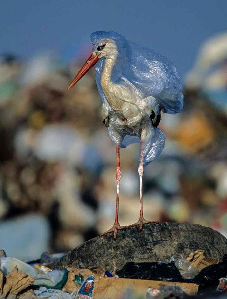 plastic-waste-single-use-worldwide-consumption-animals-4.adapt.676.1