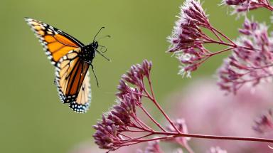 howbutterfliesevolved