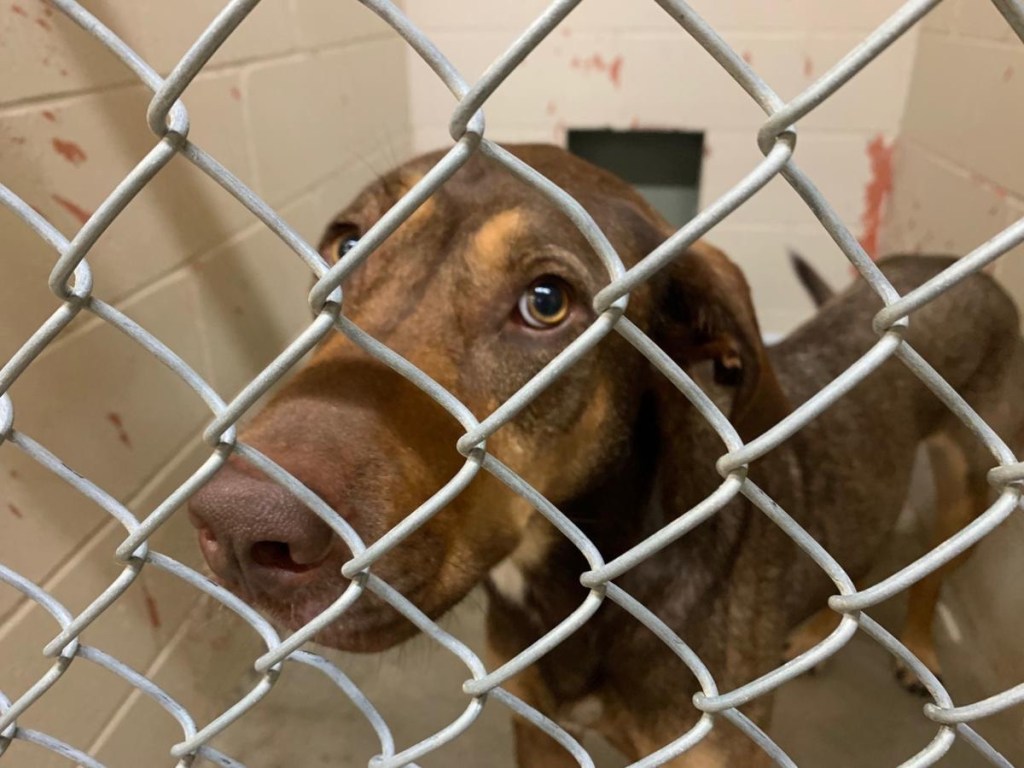 Giving a Dog a&nbsp;Chance