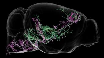 behavior-brain-circuit-neurosciencenews