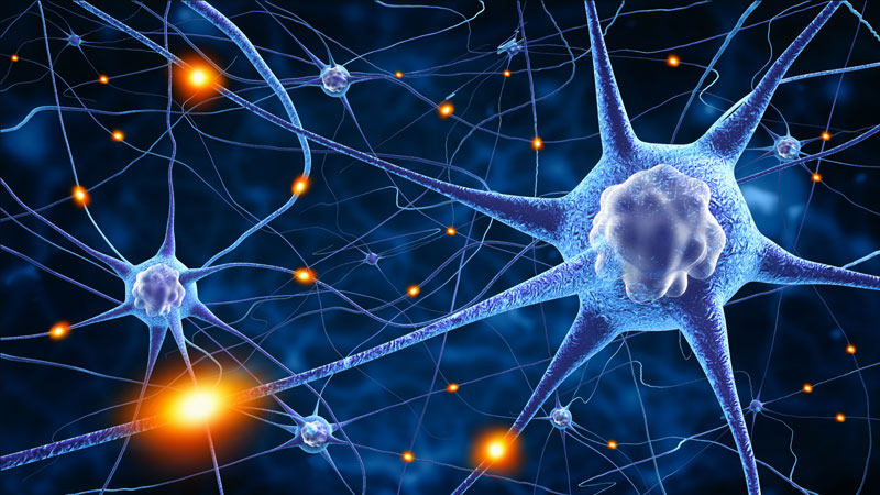 learning-and-neuroplasticity-in-the-brain