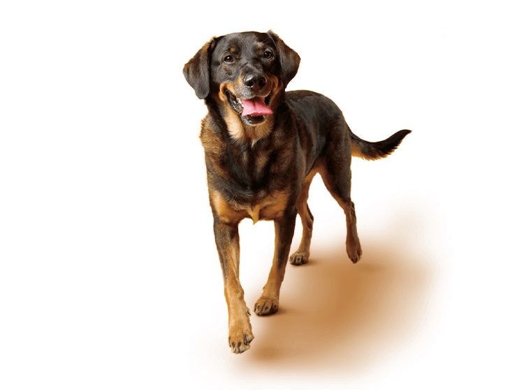 I Should Have Been a&nbsp;Dog